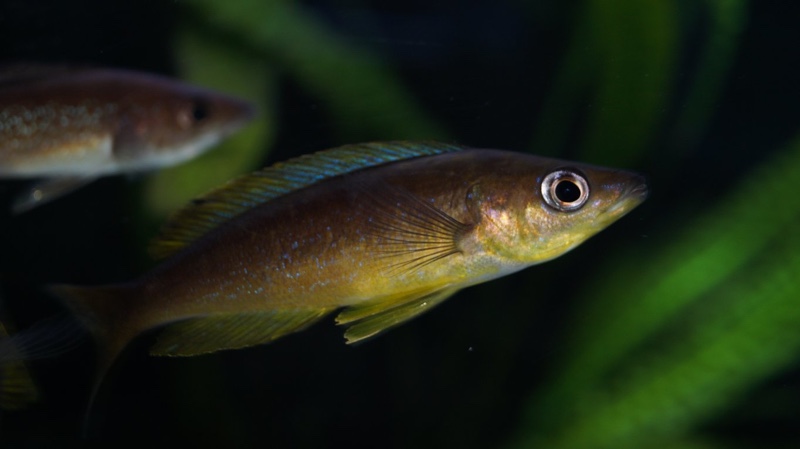 Cyprichromis microlepidotus 'Mabilibili Bay'